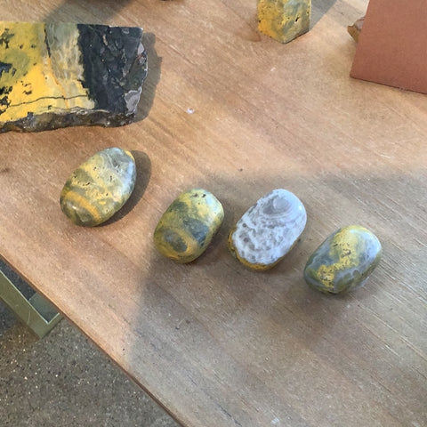 Jumbo bumble bee Jasper tumbles